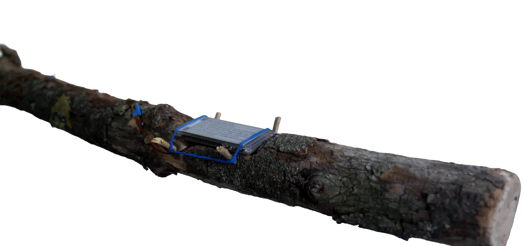 Installation aus Stadtbaum-Holz, E-Paper-Display und Elektronik